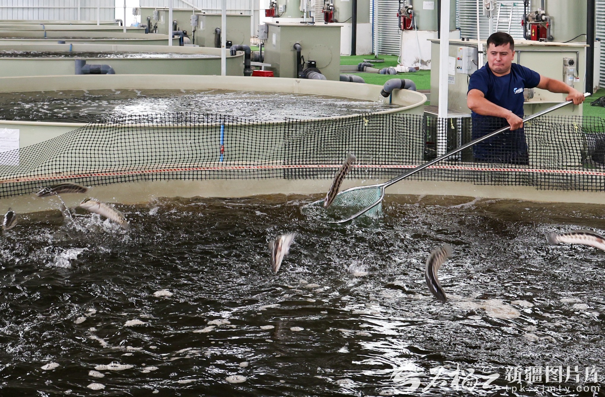 鱼肥市旺 新疆“鲜”达四方