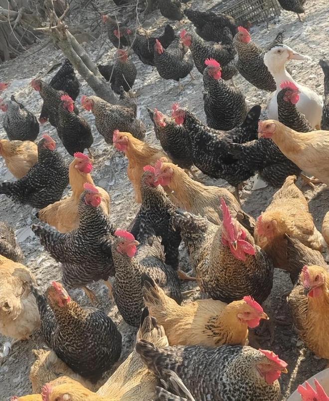 没有对比就没伤害！董宇辉麻黄鸡争议再起央媒言辞犀利字字珠玑