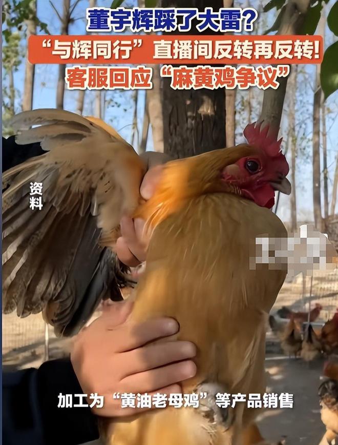 没有对比就没伤害！董宇辉麻黄鸡争议再起央媒言辞犀利字字珠玑(图3)