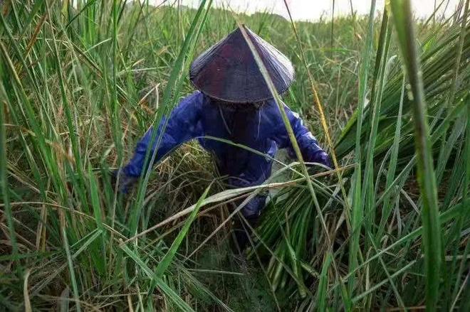 “助农直播”进田头打开练塘茭白新销路(图4)