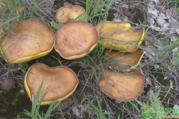 方便食品行业_食品资讯_伙伴网