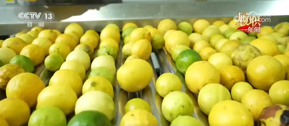 履职一年间 打好“特”字牌 让乡村“土特产”变身振兴“金名片”(图4)