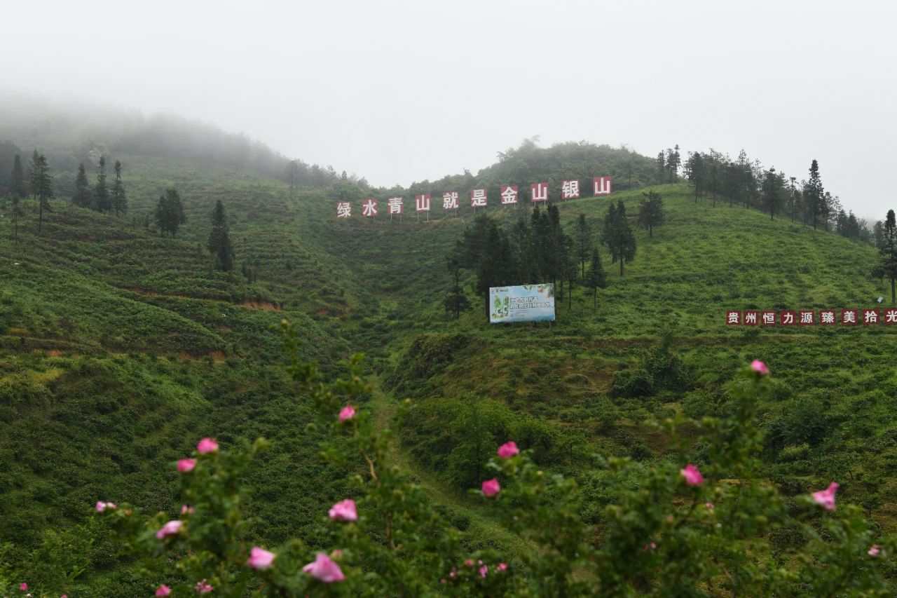 贵州龙里：小刺梨成为强县富民大产业