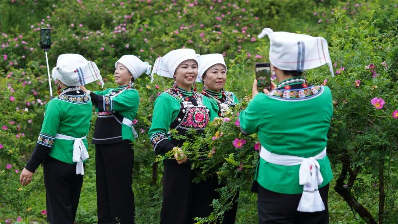 贵州龙里：小刺梨成为强县富民大产业(图2)