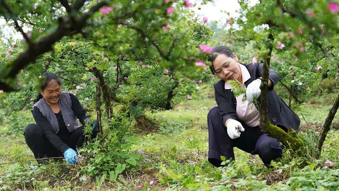 贵州龙里：小刺梨成为强县富民大产业(图3)