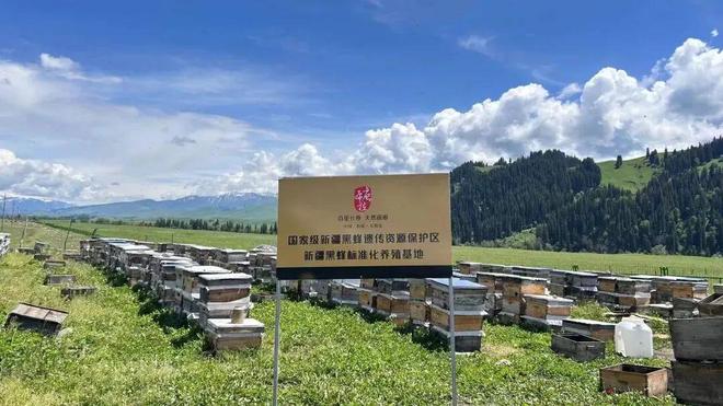 一口尝到塞外百花香！一年产一次海拔2800米“珍稀蜜源”(图3)