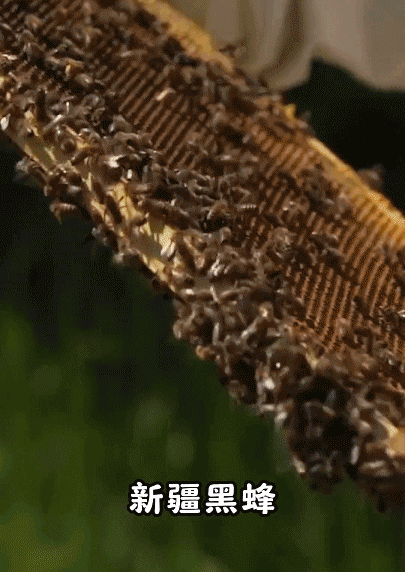 一口尝到塞外百花香！一年产一次海拔2800米“珍稀蜜源”(图6)