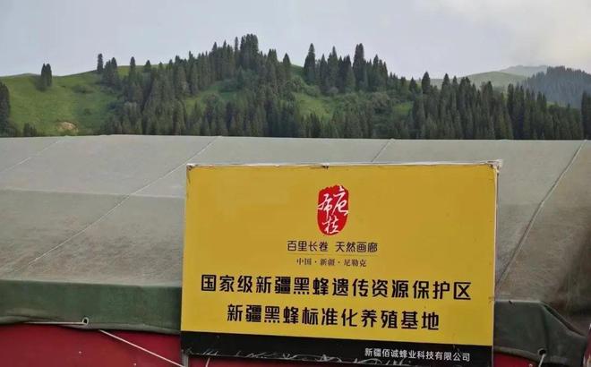 一口尝到塞外百花香！一年产一次海拔2800米“珍稀蜜源”(图13)