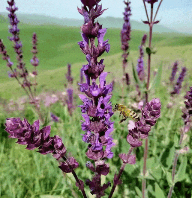 一口尝到塞外百花香！一年产一次海拔2800米“珍稀蜜源”(图17)