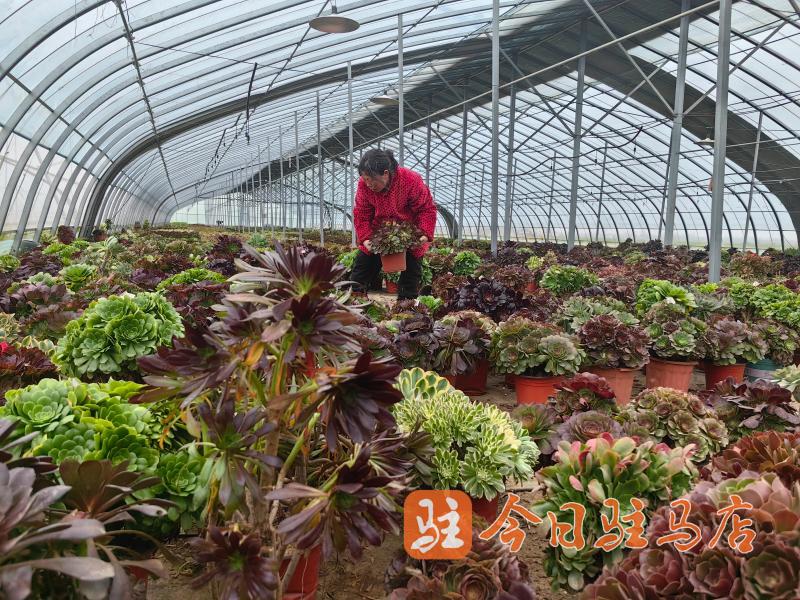 返乡青年陈梦娇：多肉大棚里直播“美丽的事业”(图2)