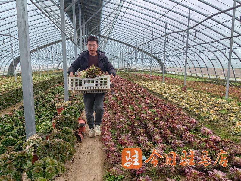 返乡青年陈梦娇：多肉大棚里直播“美丽的事业”(图3)