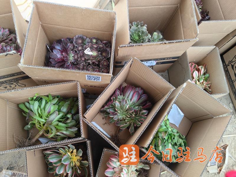 返乡青年陈梦娇：多肉大棚里直播“美丽的事业”(图5)