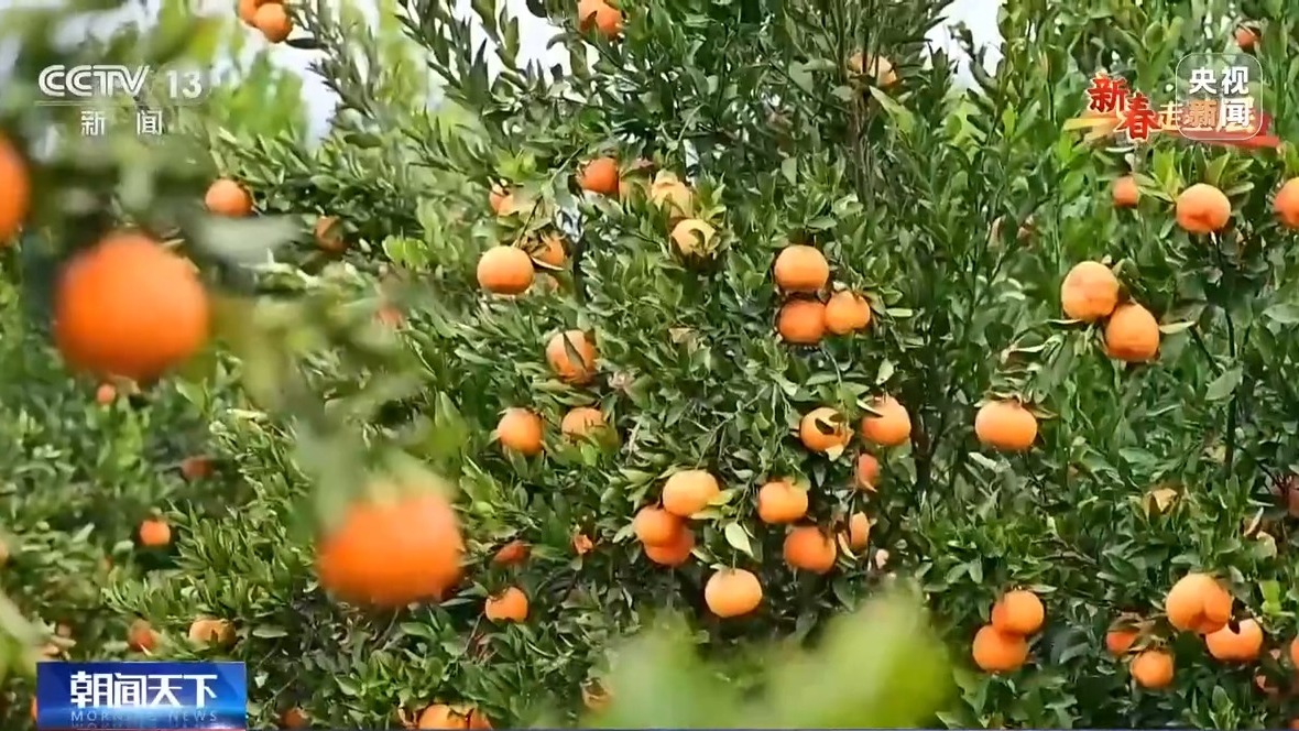 新春走基层丨把传统集市搬到线上 他们让农产品走出大山(图7)