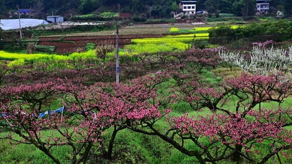 合川太和镇2026年春季旅游暨桃花赏花活动启幕