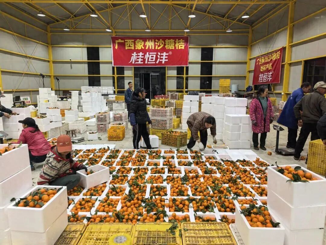 一场直播卖果30多万元 ！象州这个乡镇的水果电商真够力！