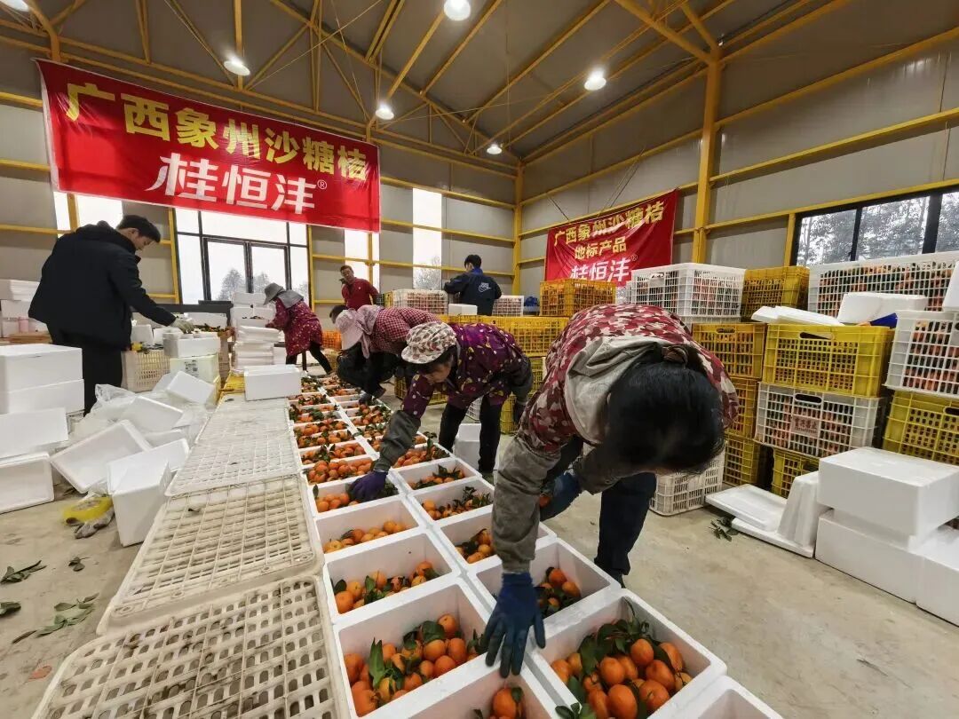 一场直播卖果30多万元 ！象州这个乡镇的水果电商真够力！(图3)