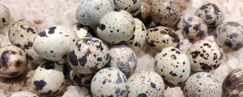 土特产店名 土特产别具一格的店名(图1)