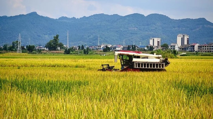从武陵山区到世界舞台 重庆秀山发展闯新路(图3)