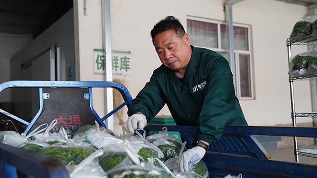 阿拉善左旗巴彦浩特镇：沙葱产业规模化发展 铺就乡村振兴特色路(图2)