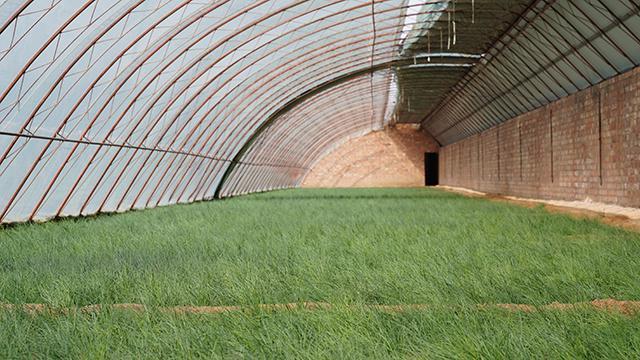 阿拉善左旗巴彦浩特镇：沙葱产业规模化发展 铺就乡村振兴特色路(图1)