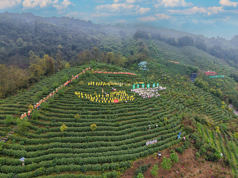 大竹白茶：数智赋能茶香远 电商助农兴竹乡