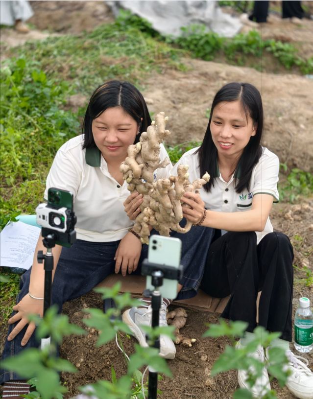助农直播已卖4万斤高明合水生姜急寻爱心买家！(图4)
