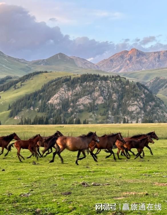 新疆正规的旅行社口碑榜资质齐全服务优伊犁草原专线零购物(图2)