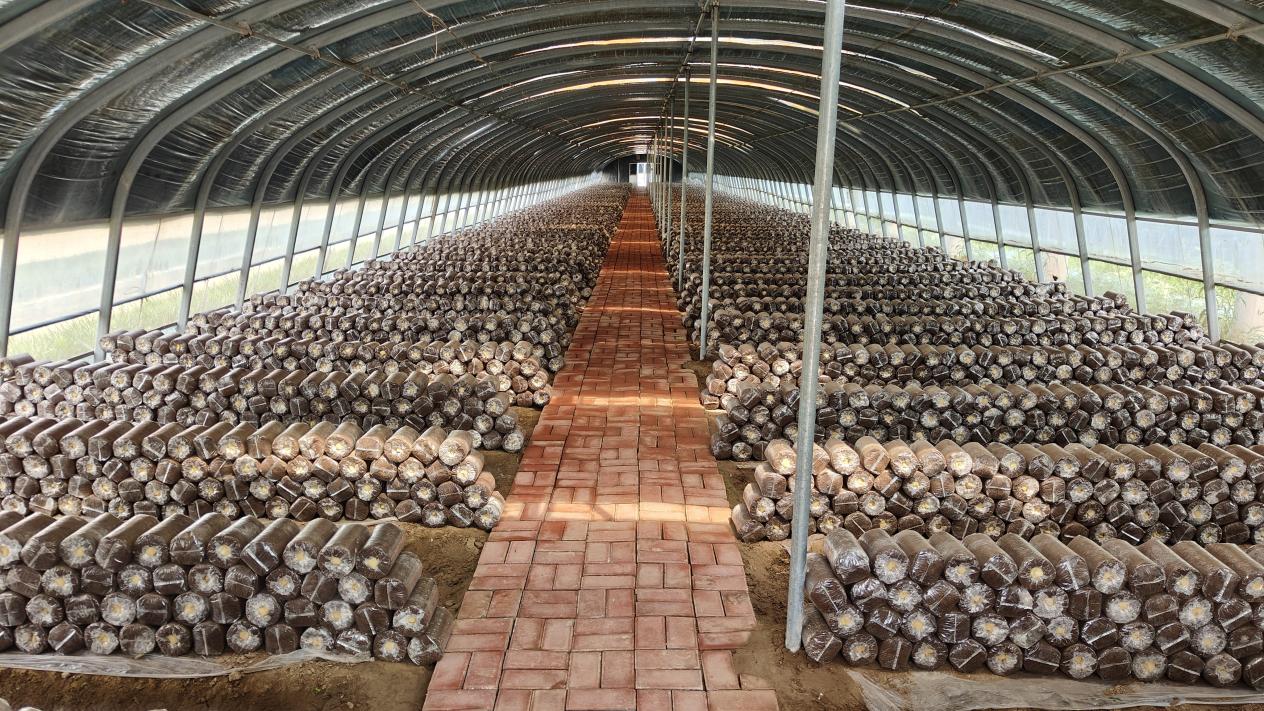 我的家乡有特产丨鲁西平原上的“芝”富路