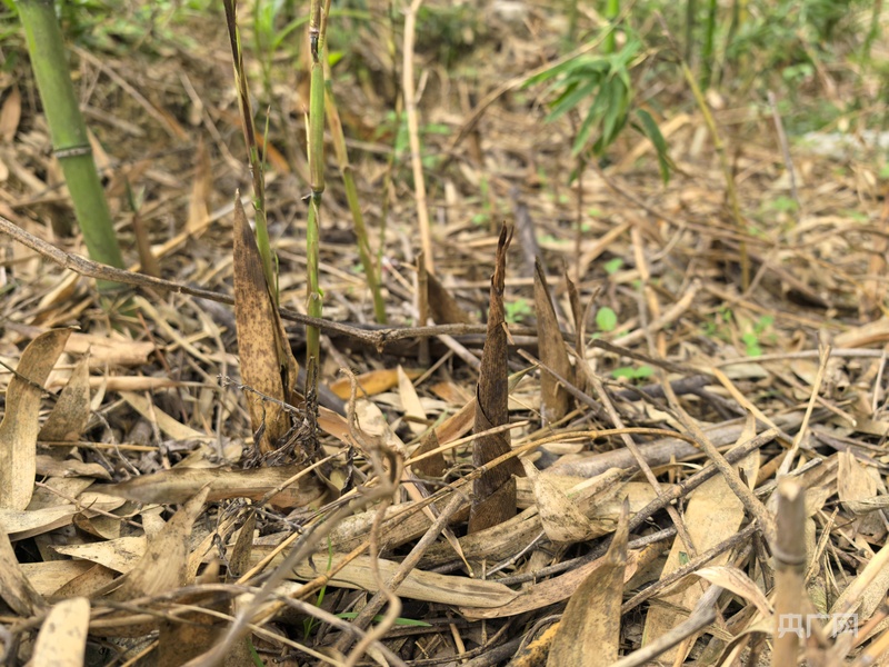 地标中国丨引流量 育留量： 黄山区“借梯登高”探索乡村直播新路(图3)