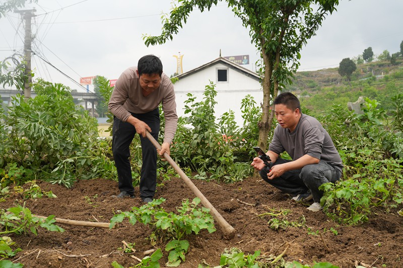 仁怀火石镇：黄心洋芋“云”端俏 电商平台促热销