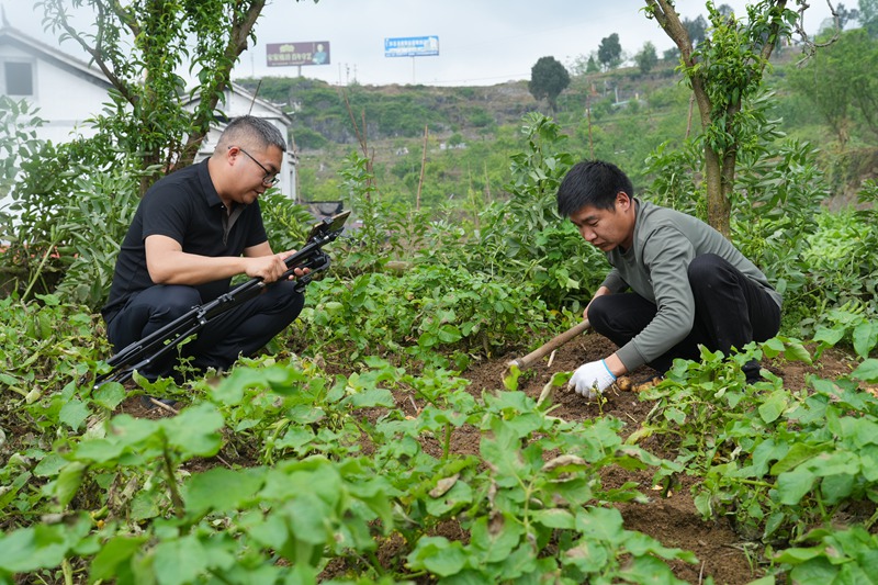 仁怀火石镇：黄心洋芋“云”端俏 电商平台促热销(图2)