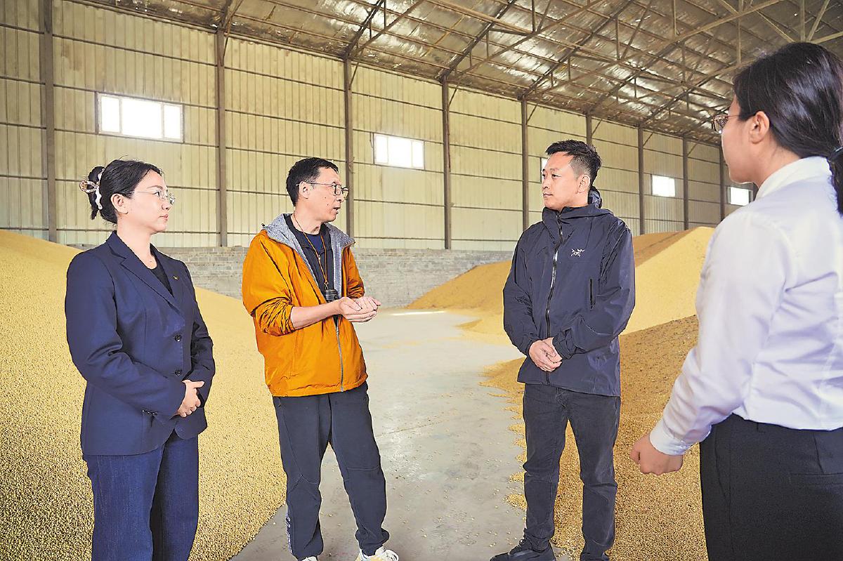 黑土地上的“大豆法则”