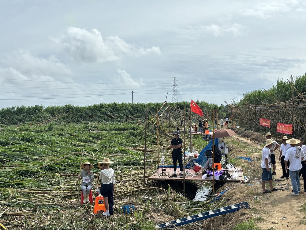 直播助农直达田间地头 陵水双线联动破解受灾甘蔗销售难题