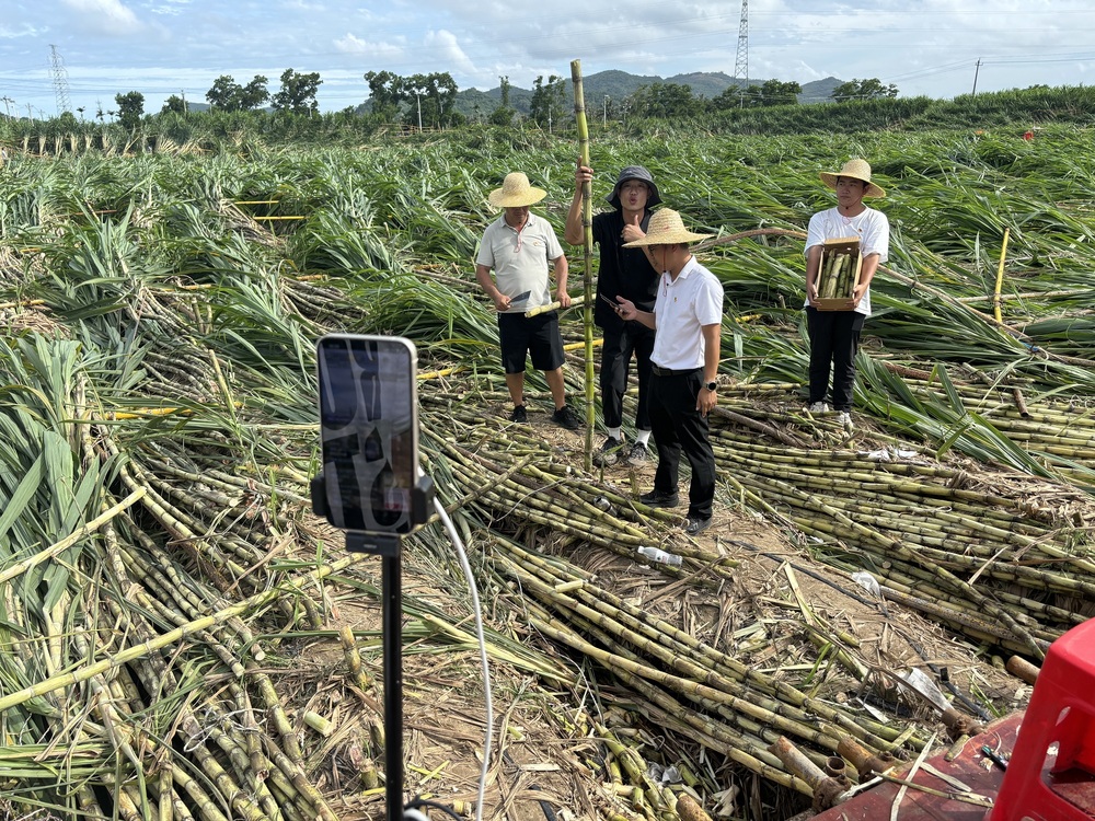 直播助农直达田间地头 陵水双线联动破解受灾甘蔗销售难题(图2)
